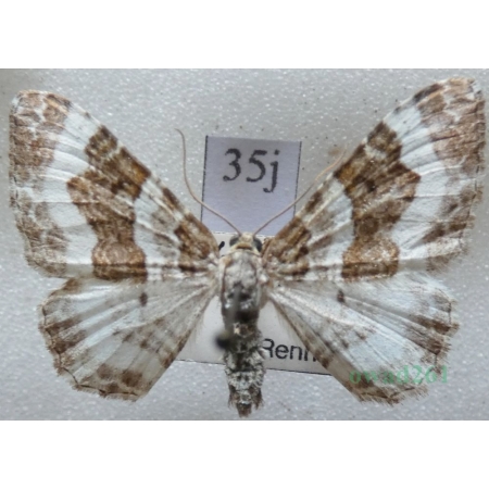 Epirrhoe rivata (Hübner, 1813) Paśnik rzeczek Czech35j